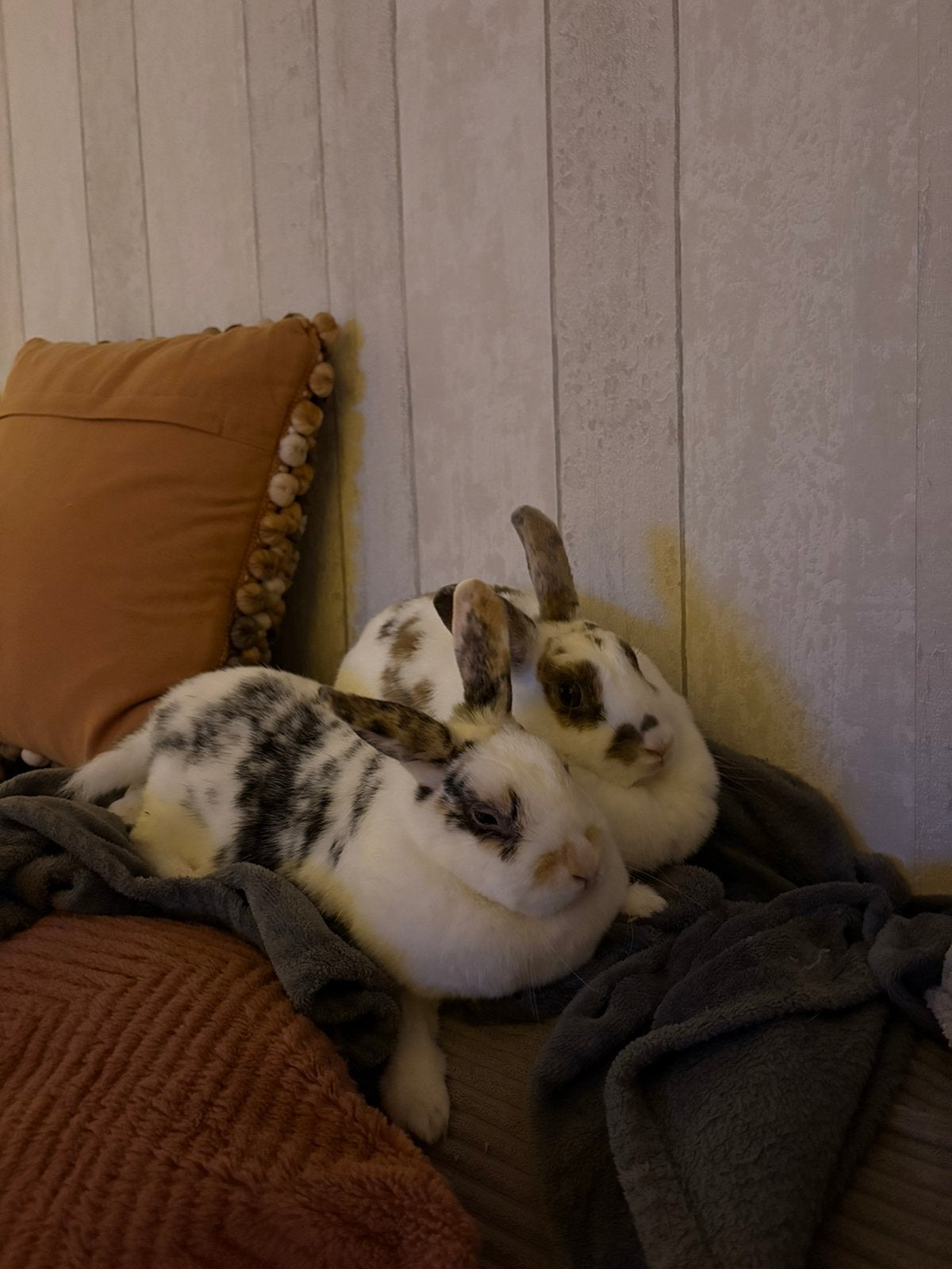 Twee lieve konijntjes met toebehoren, Dieren en Toebehoren, Knaagdieren en Konijnen | Hokken en Kooien, Ophalen, 90 cm of meer
