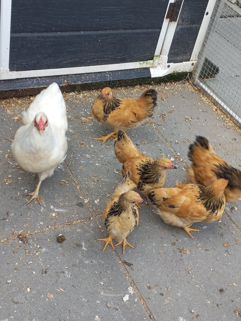 Te koop wyandotte kriel buffcolumbia, Dieren en Toebehoren, Pluimvee, Vrouwelijk, Kip