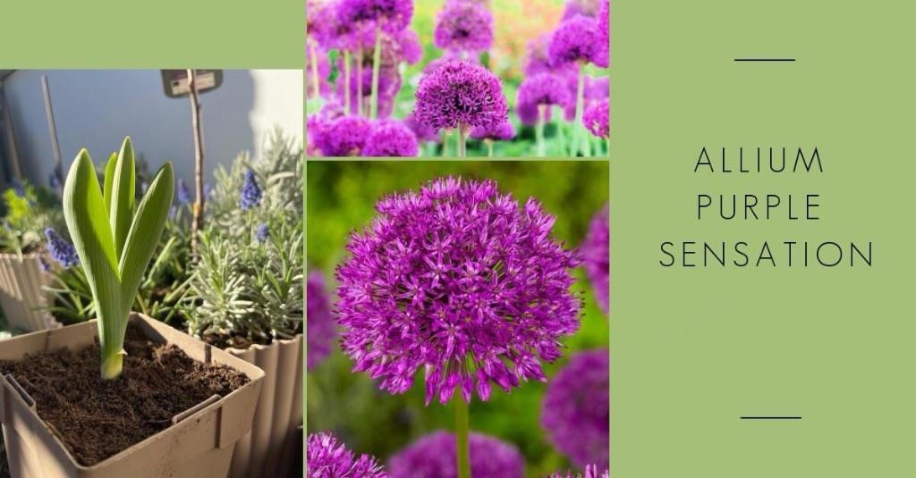 Allium purple sensation, Volle zon, Vaste plant, Zomer, Ophalen