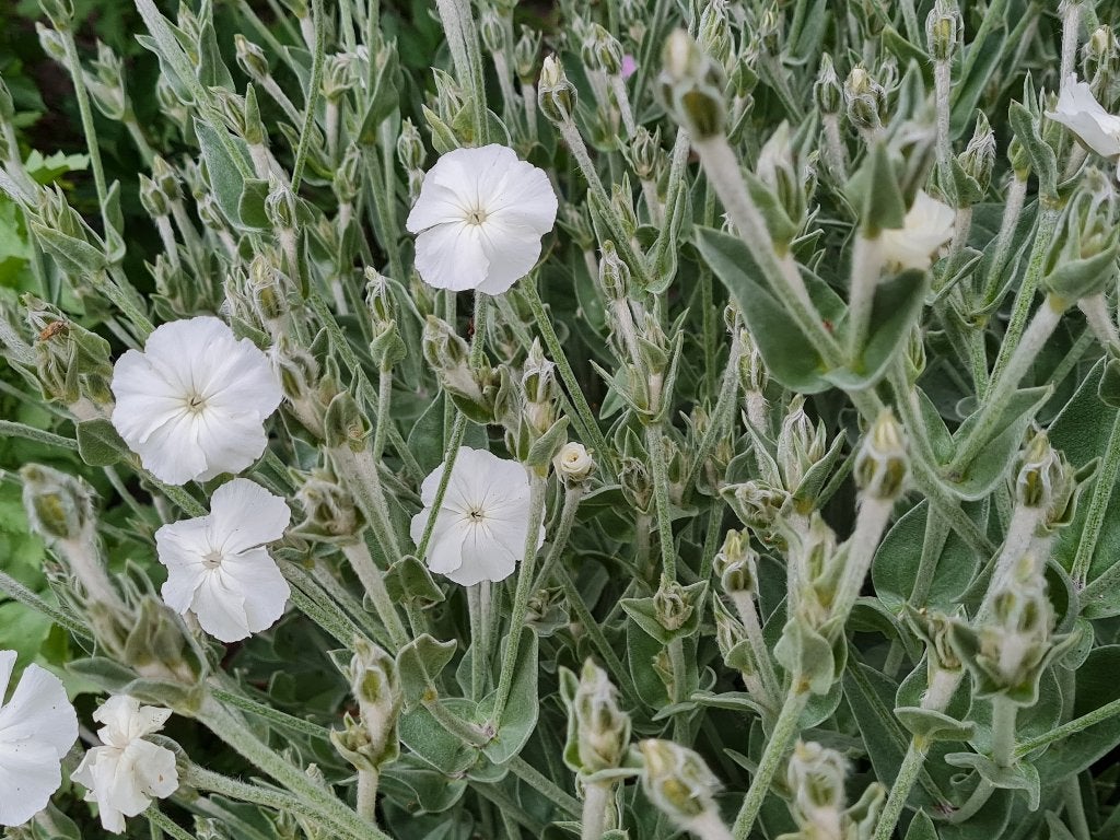 witte prikneus, Volle zon, Vaste plant, Zomer, Ophalen