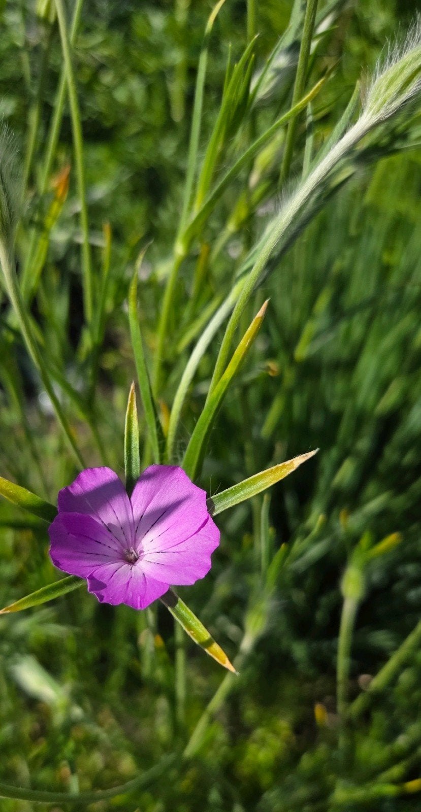 Agrostemma githago zaden, bolderik, Ophalen of Verzenden, Volle zon