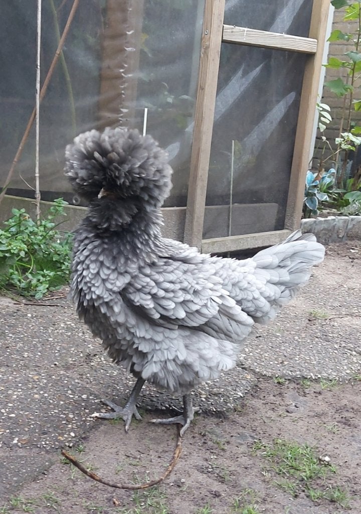 Hollandse Kuifhoender kriel hen met Krulveer, Meerdere dieren, Kip