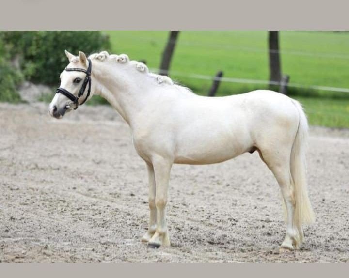 Lieve b pony, Dieren en Toebehoren, Pony's, Ruin