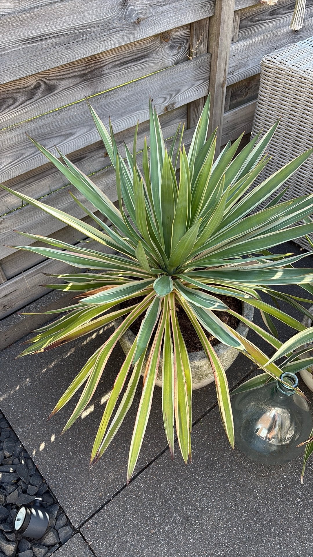 XXL Yucca Gloriosa ø 100cm, Ophalen, Overige soorten, Volle zon