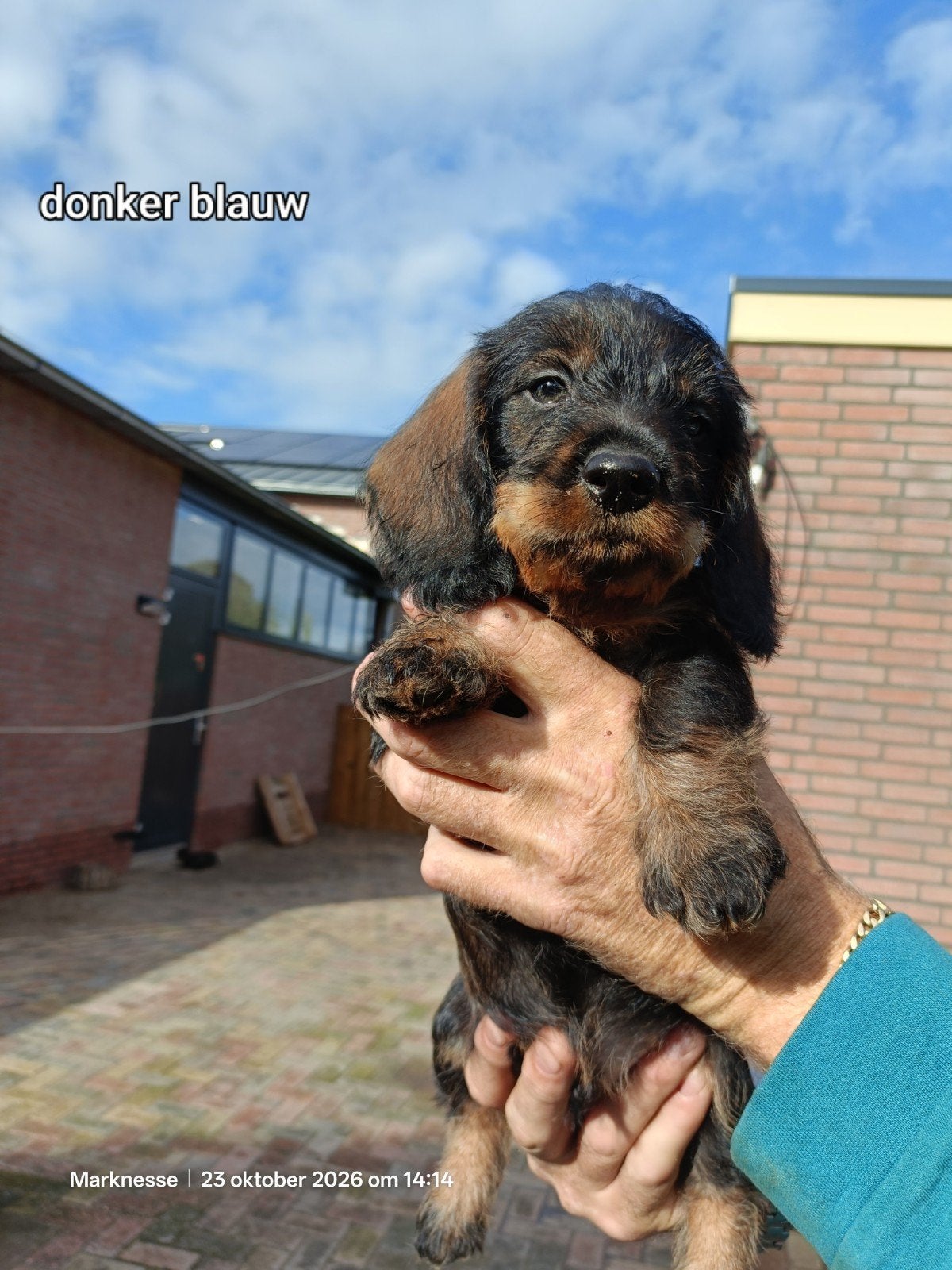 ruwharige teckel pups reutjes, Dwerg, Meerdere, Meerdere dieren, Ruwhaar
