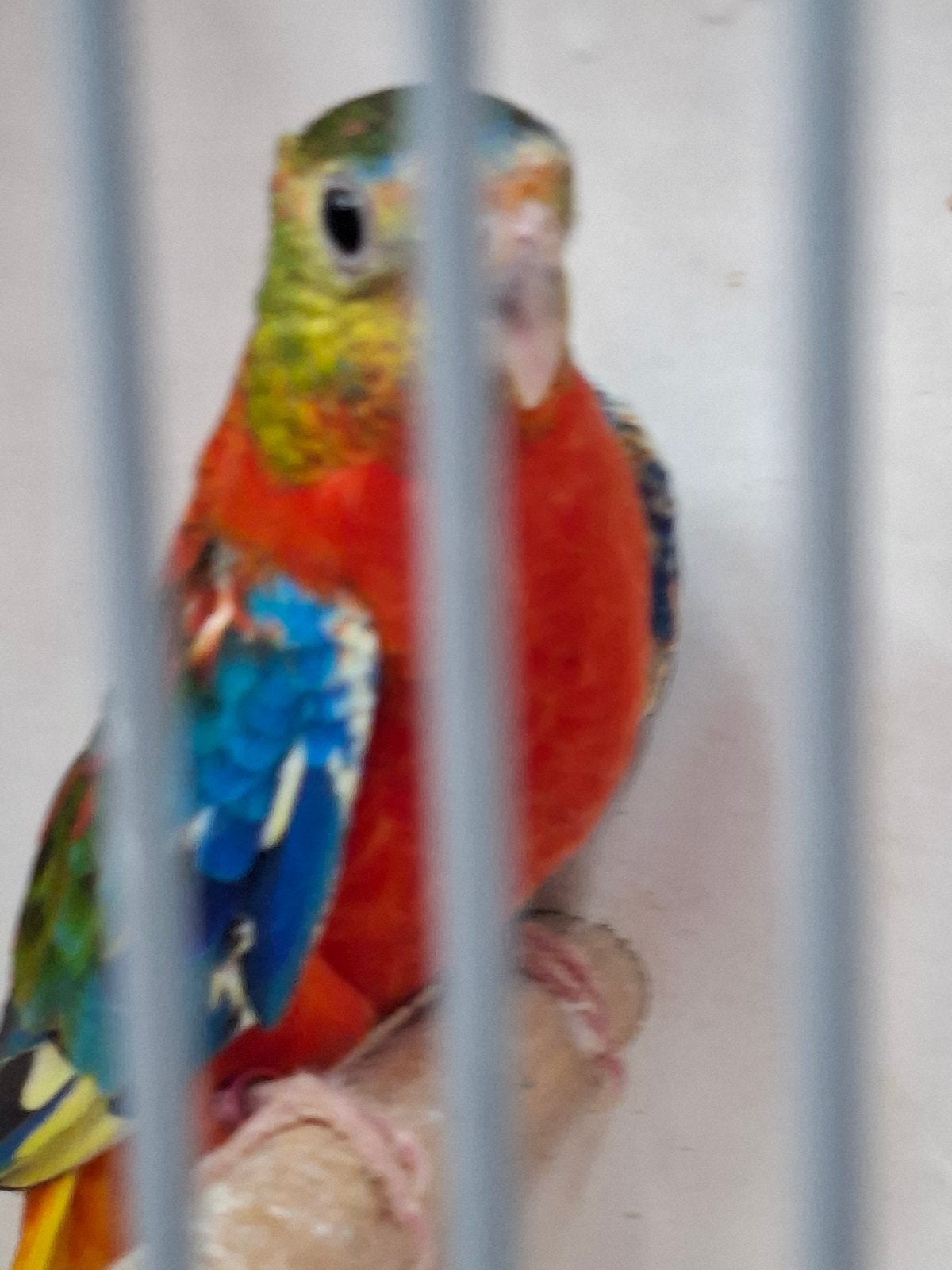 2 mooie opaline poppen turqusiene, Dieren en Toebehoren, Meerdere dieren, Parkiet