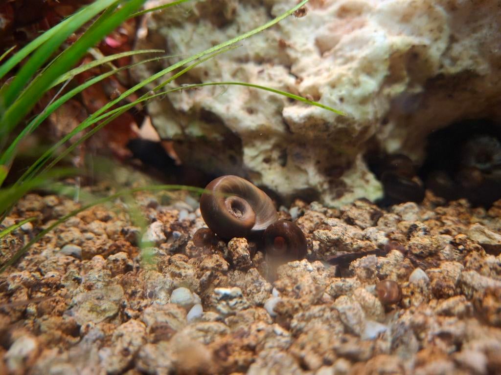 Aquarium slakken gratis, Slak of Weekdier
