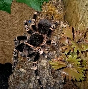 acantoscurria genicurria 0.1, Dieren en Toebehoren, Spin of Schorpioen