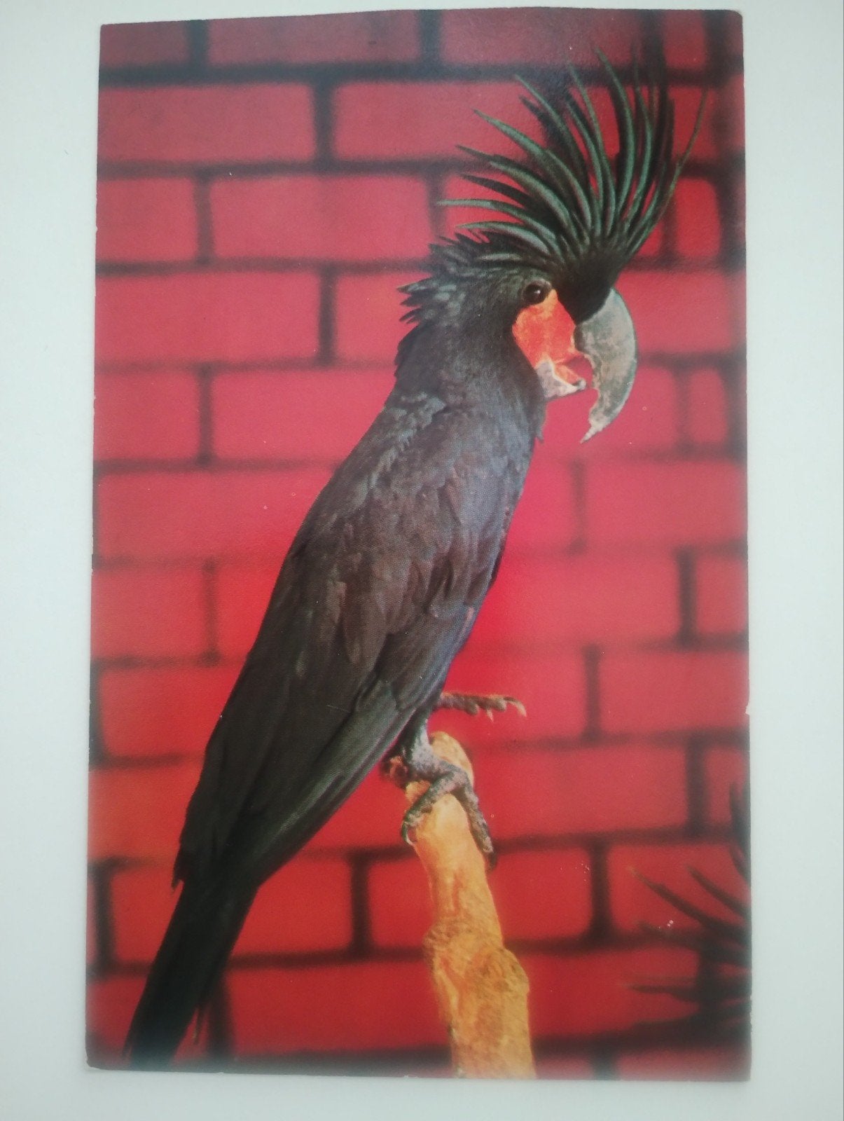 Vintage Ansichtkaart Zwarte Palm Kaketoe Jurong Bird Park, Ophalen of Verzenden, 1960 tot 1980, Ongelopen, Buiten Europa
