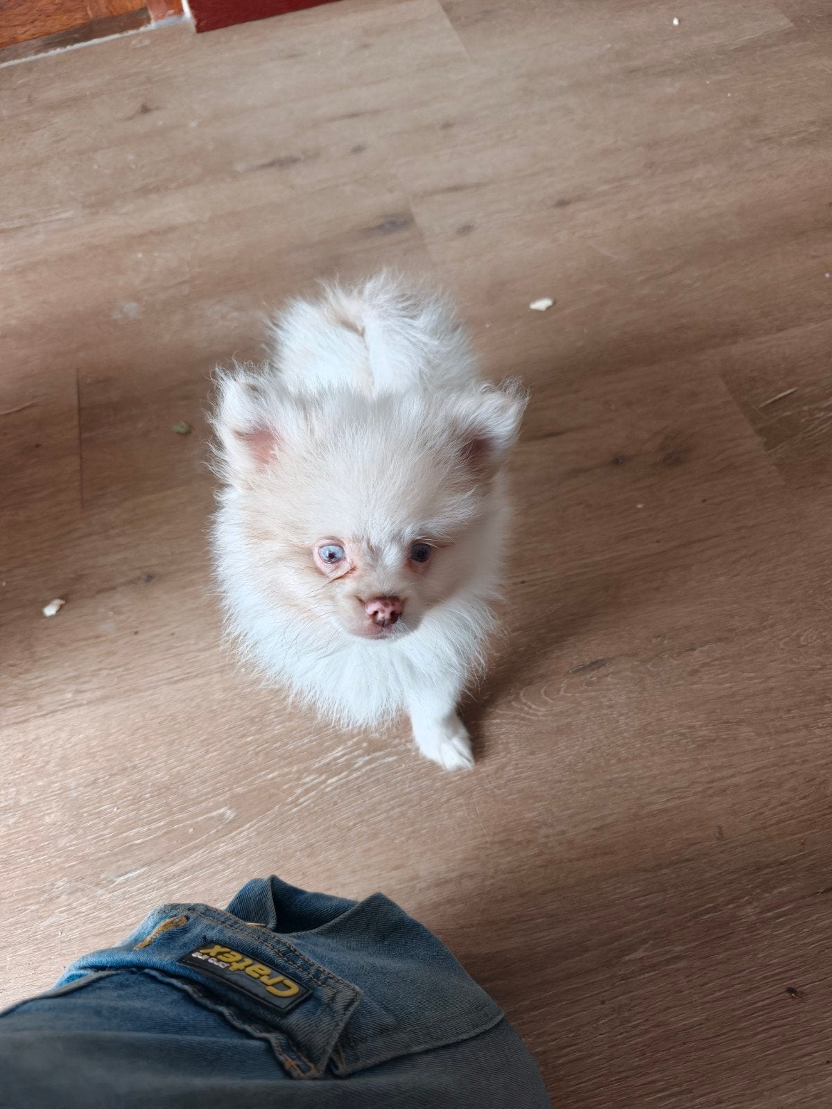 Super lieve pomeriaan pups reutje Let op hij is  DOOF !!!, Keeshond, 8 tot 15 weken, Meerdere, Meerdere dieren