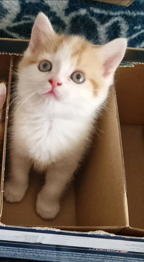 Laatste Poesje Prachtige Britse korthaar Mix kittens, Meerdere dieren, Ontwormd, 0 tot 2 jaar