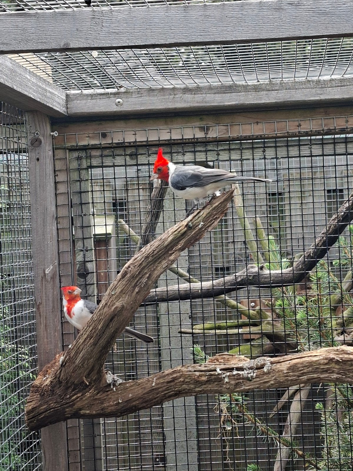 Roodkuifkardinalen koppel 24, Dieren en Toebehoren, Vogels | Overige Vogels, Meerdere dieren, Tropenvogel, Geringd