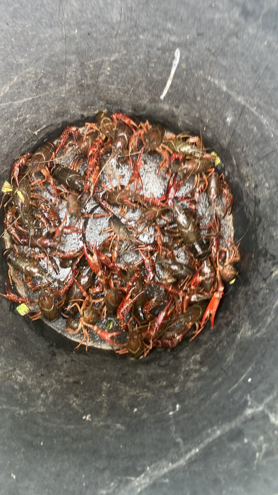 Liefhebber voor revierkreeft €3per kilo, Ophalen of Verzenden