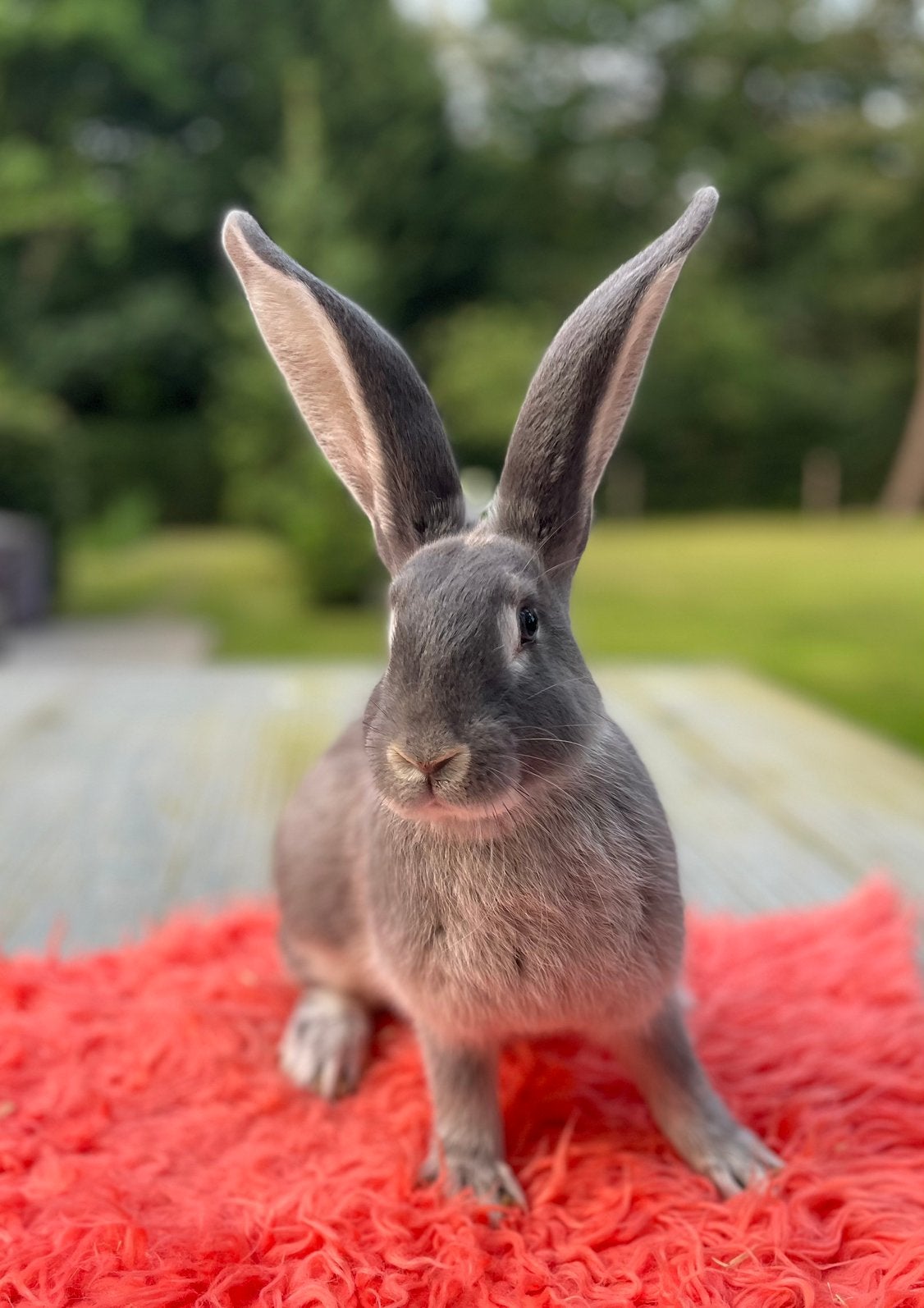 Prachtige duitse reus konijnen in mooie kleuren, Dieren en Toebehoren, Konijnen, Meerdere dieren, Groot
