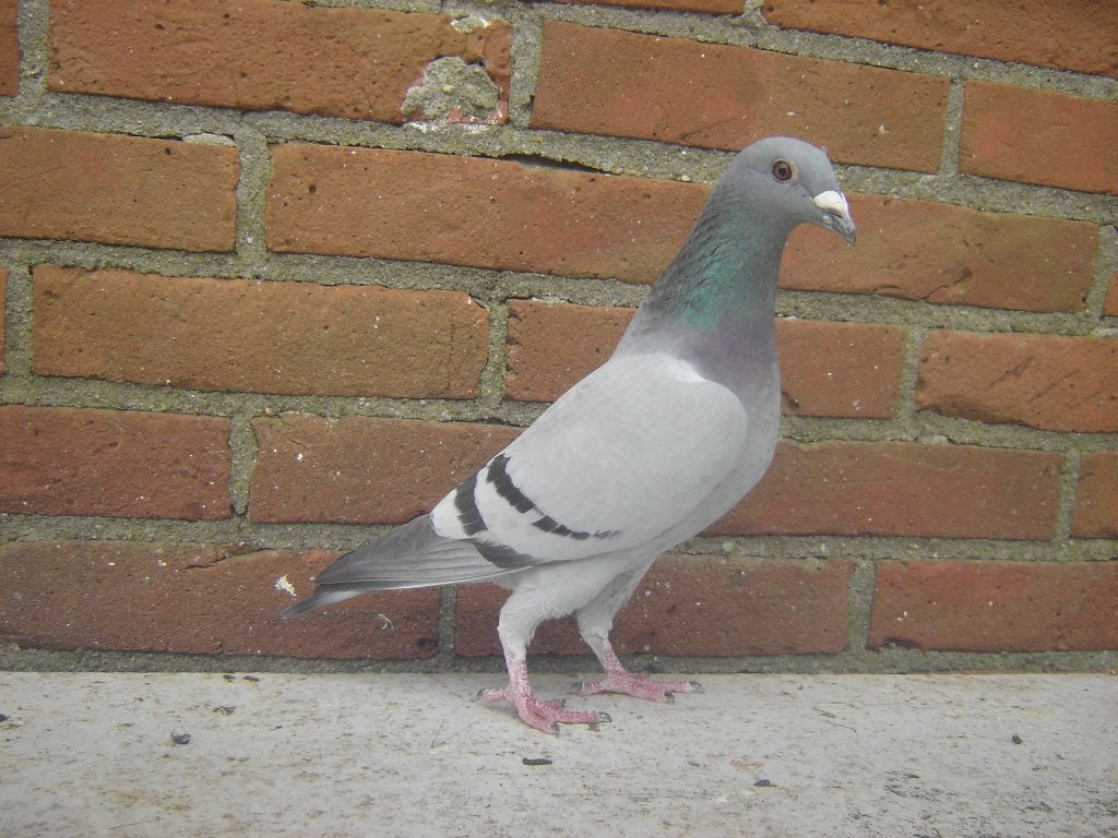 Kleur..duif '', Vrouwelijk, Postduif