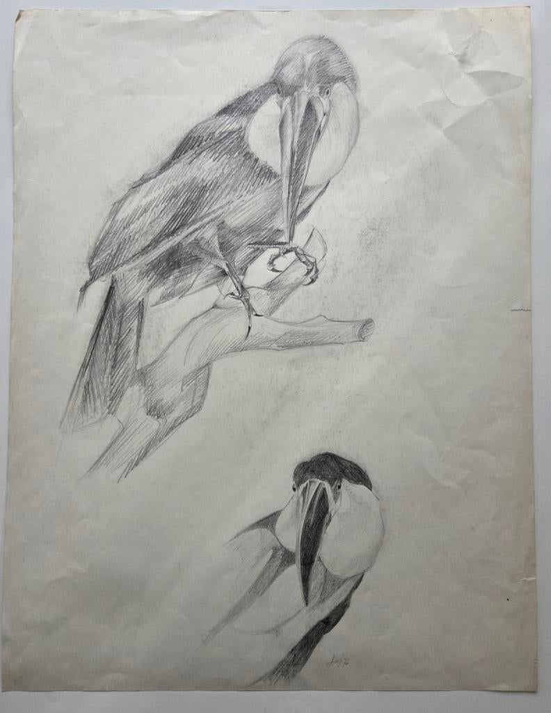 Jo Manders. Vogels. Potloodtekening. 1976., Ophalen of Verzenden