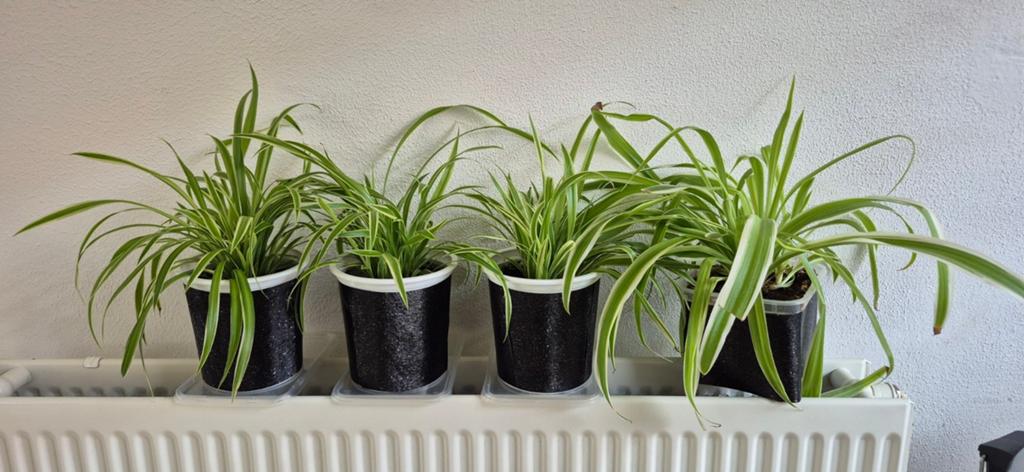 Chlorophytum Graslelie, Ophalen, Halfschaduw, Minder dan 100 cm