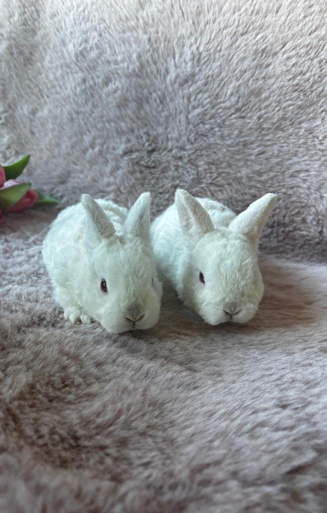 Rex dwerg X Rex hangoordwerg, Dieren en Toebehoren, Konijnen, Meerdere dieren, Dwerg, Hangoor, 0 tot 2 jaar