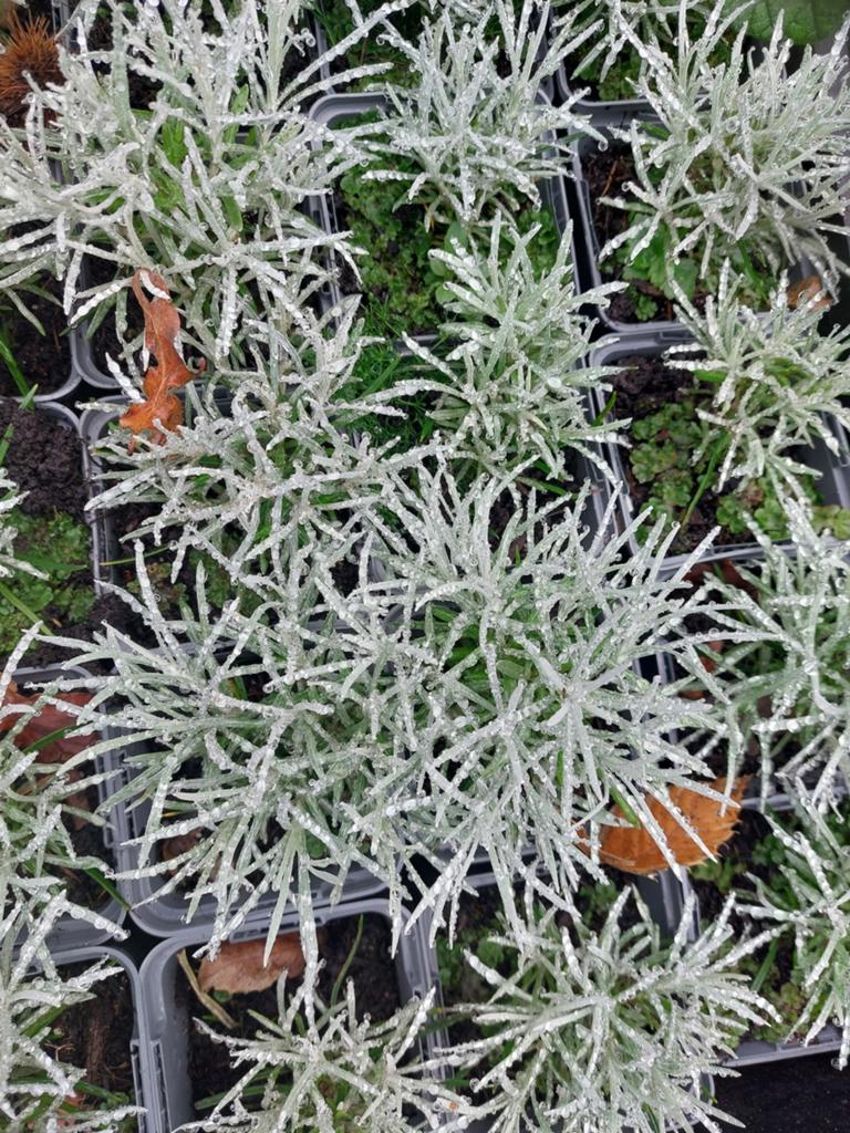 Helichrysum, Tuin en Terras, Ophalen, Overige soorten, Volle zon