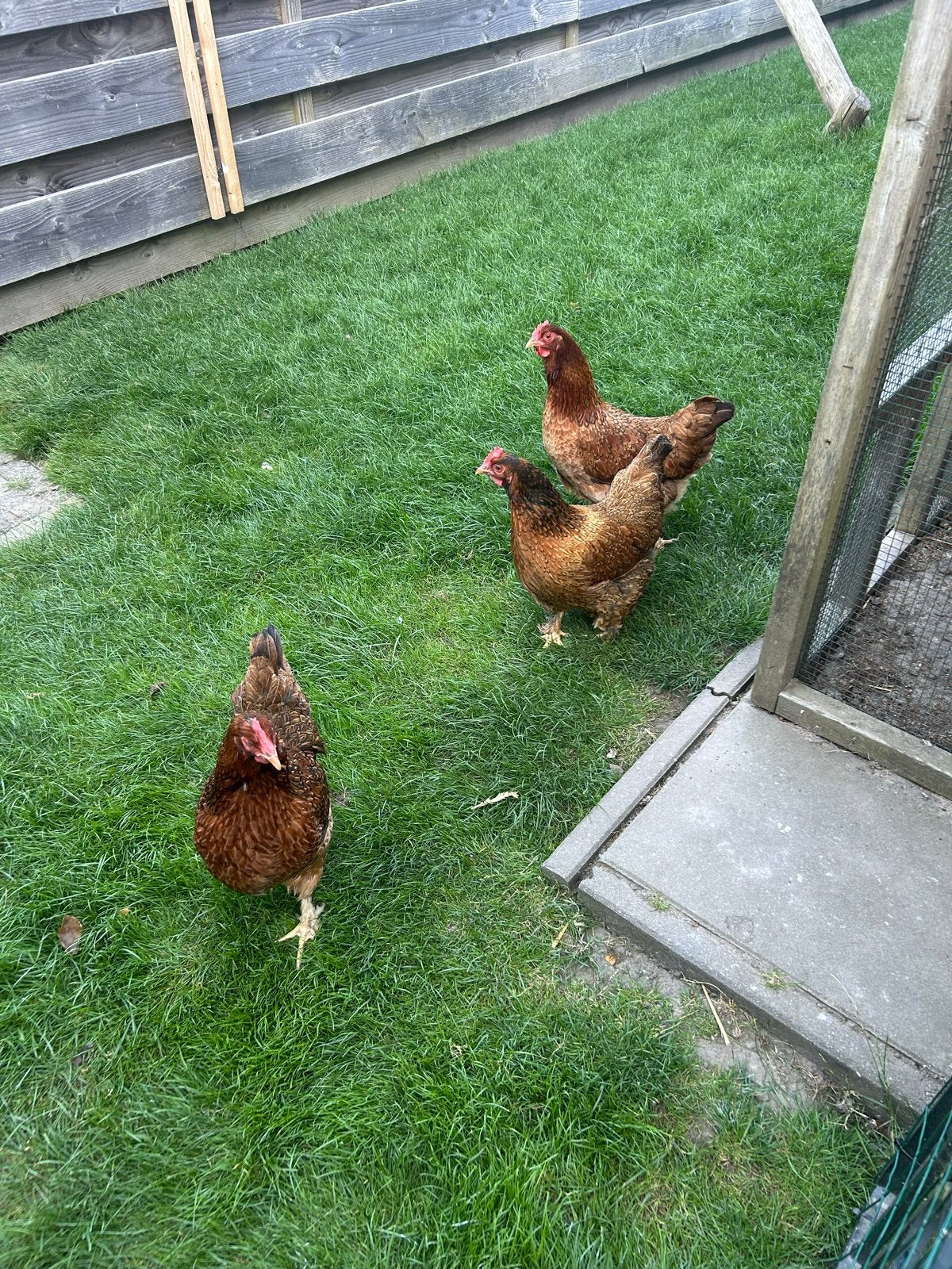 3 jonge barnevelders, Dieren en Toebehoren, Pluimvee, Vrouwelijk, Kip
