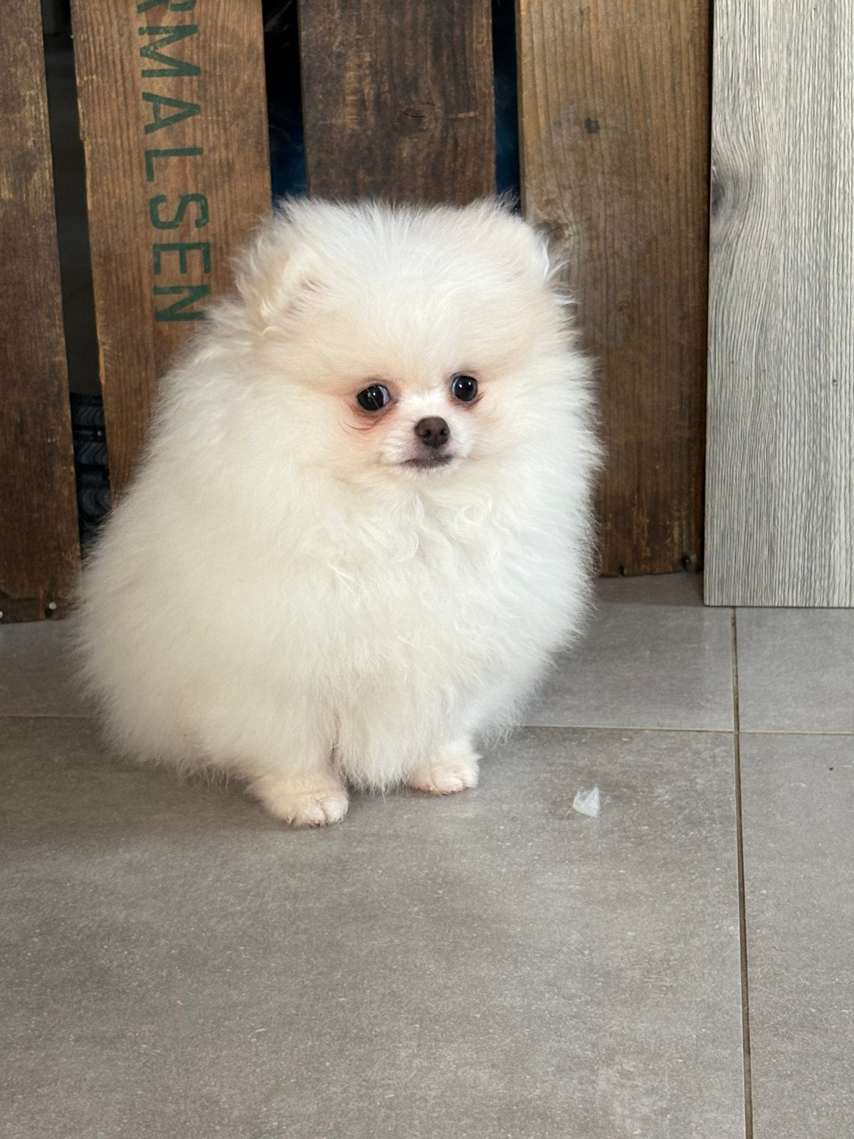 Pomeriaan pupjes, Keeshond, 8 tot 15 weken, Parvo, Meerdere