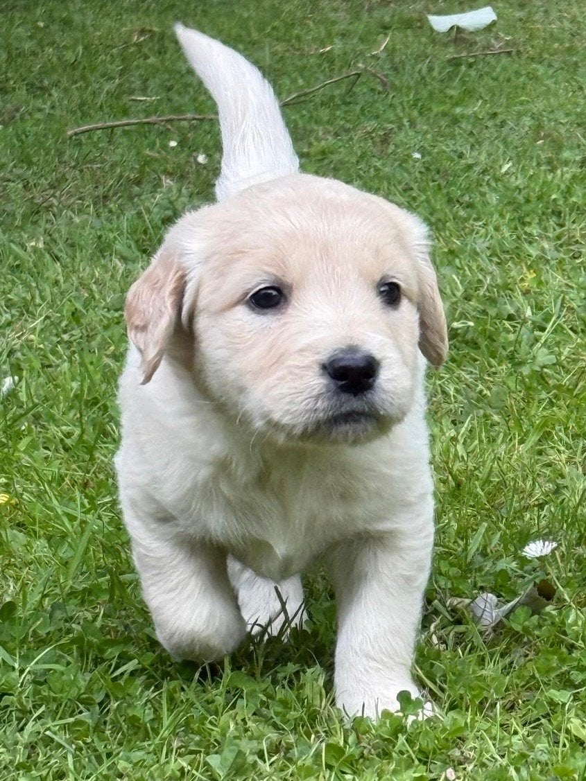 Kruising Golden Retriever x Friese Stabij, Dieren en Toebehoren, Parvo, 8 tot 15 weken, Groot, Meerdere