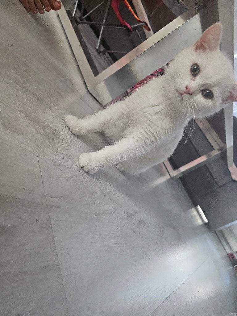 Britse korthaar, Poes, Gechipt, 0 tot 2 jaar