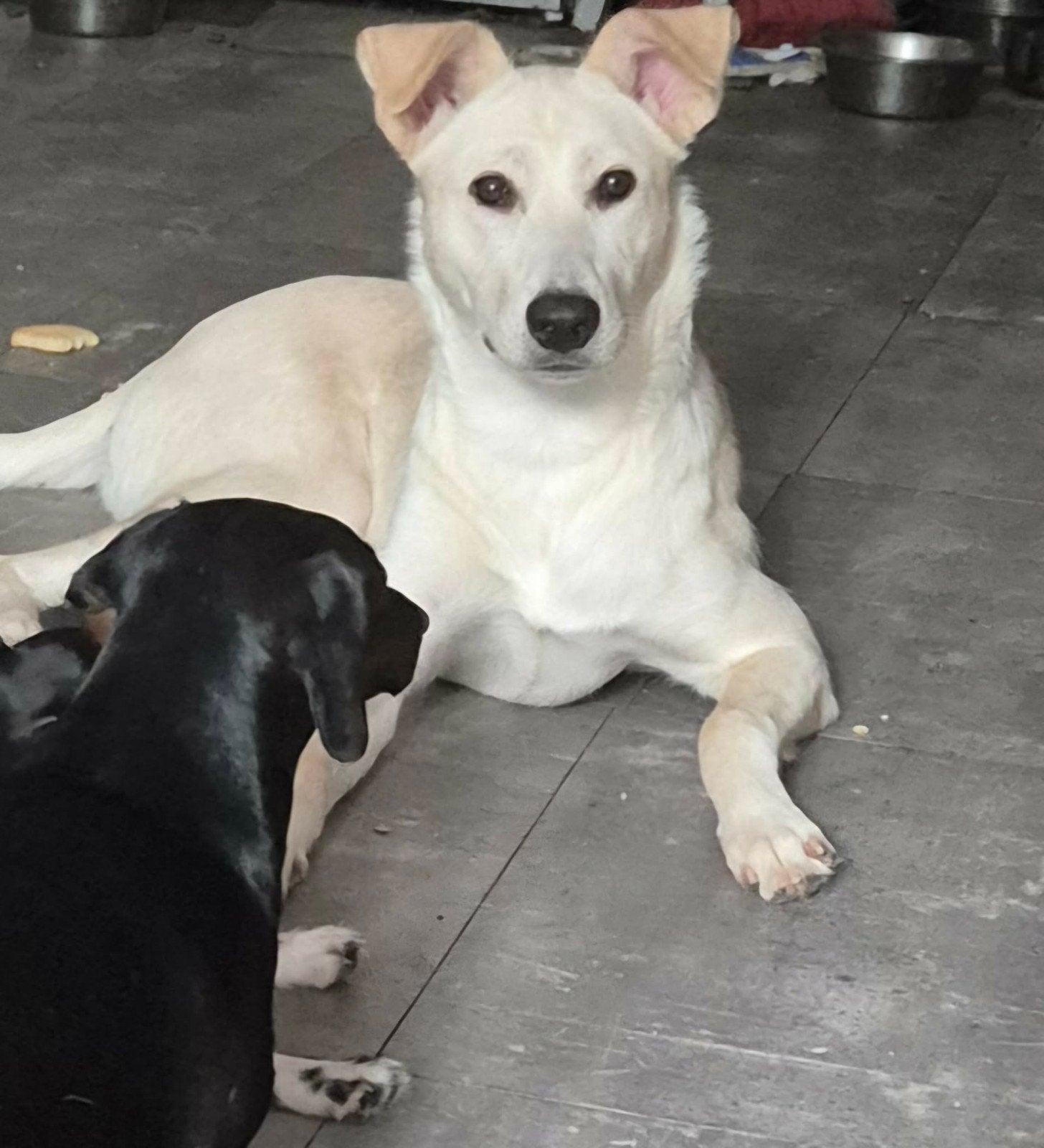 Lieve Celia is bijna 10 maandjes, Dieren en Toebehoren, Honden | Niet-rashonden, Particulier, 15 weken tot 1 jaar, Buitenland
