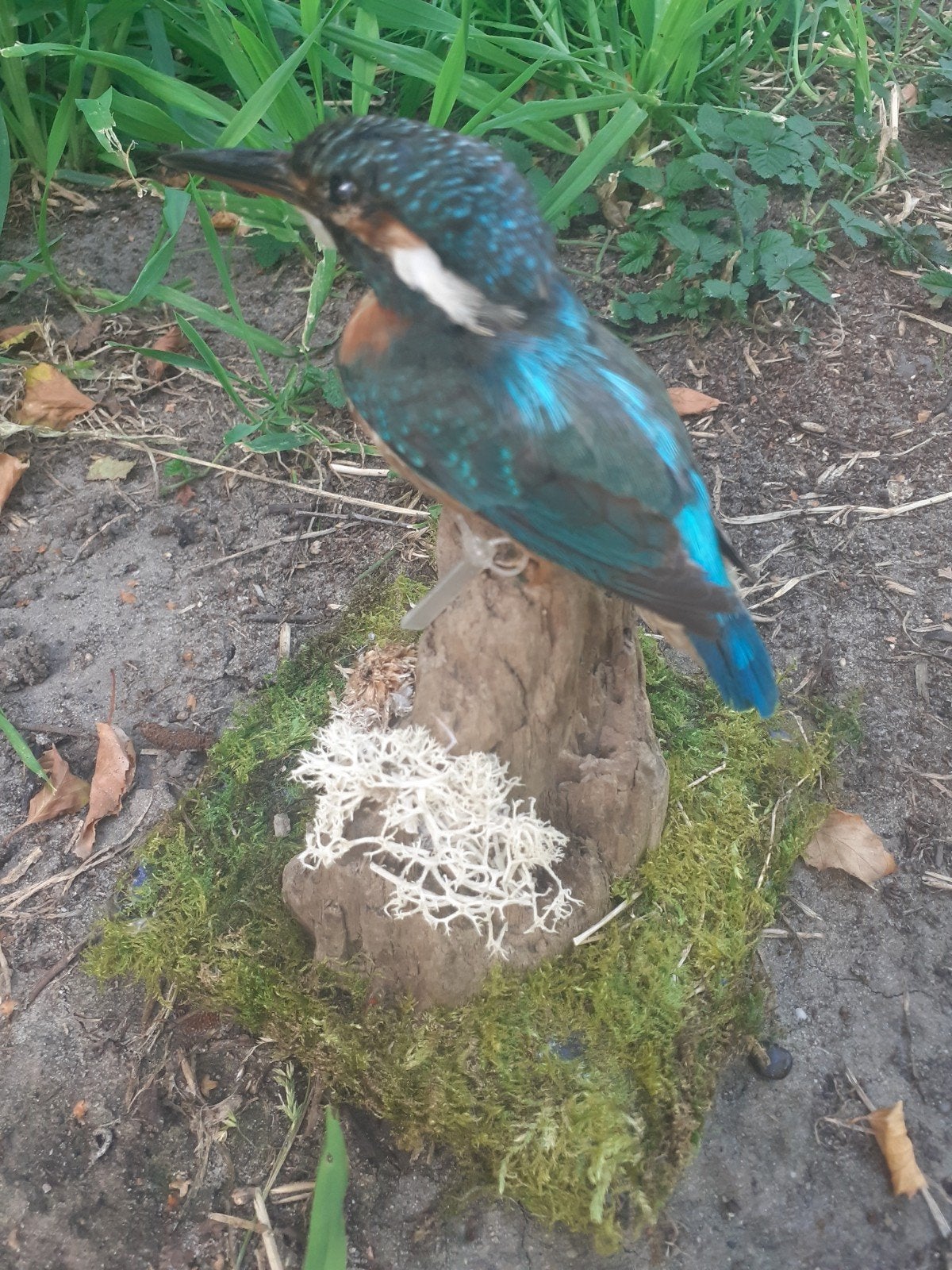 Exclusieve recent opgezette ijsvogel met wildloodje– topstuk, Ophalen of Verzenden, Zo goed als nieuw, Opgezet dier