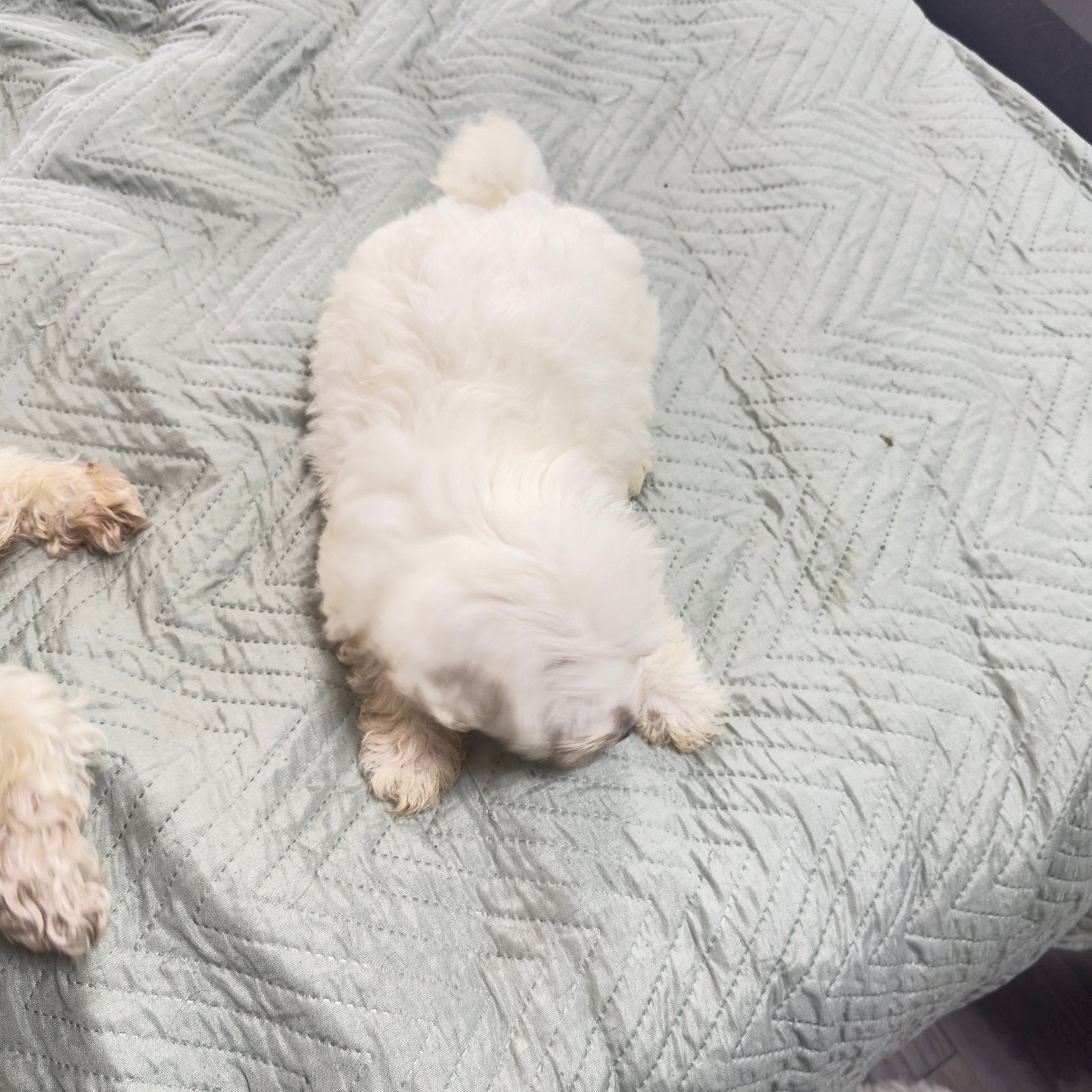 Puppy’s  Bishon Maltese