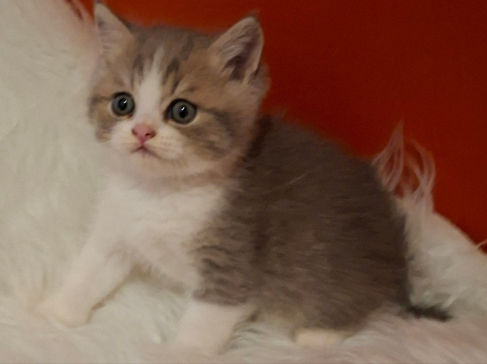 Britsekort haar en langhaar  1 poesje  2 katertjes, Meerdere dieren, Gechipt, 0 tot 2 jaar