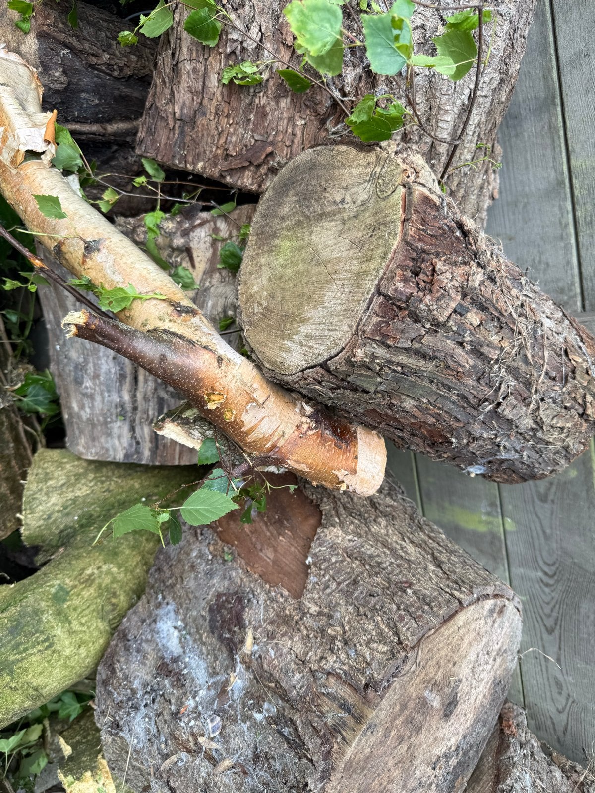 Diverse houtblokken en stammen voor brandhout, Tuin en Terras, Minder dan 3 m³, Ophalen of Verzenden, Overige houtsoorten, Blokken