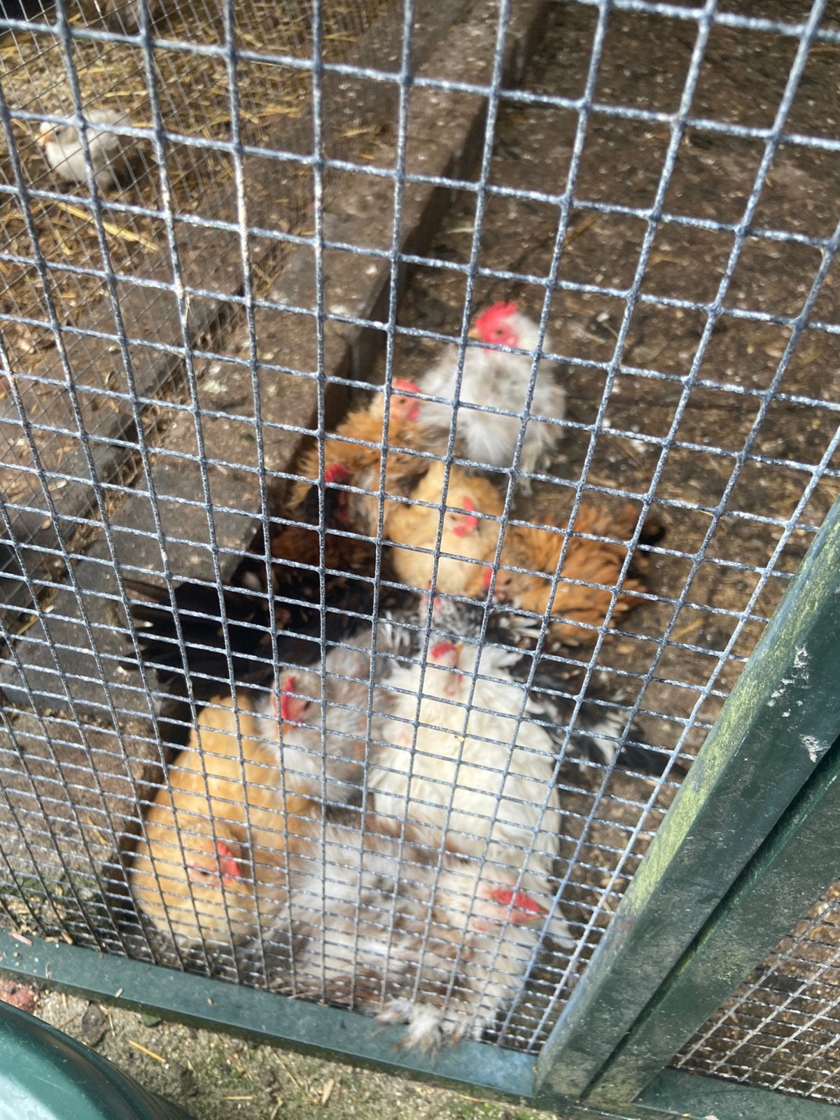 Serama hanen, Dieren en Toebehoren, Mannelijk, Kip
