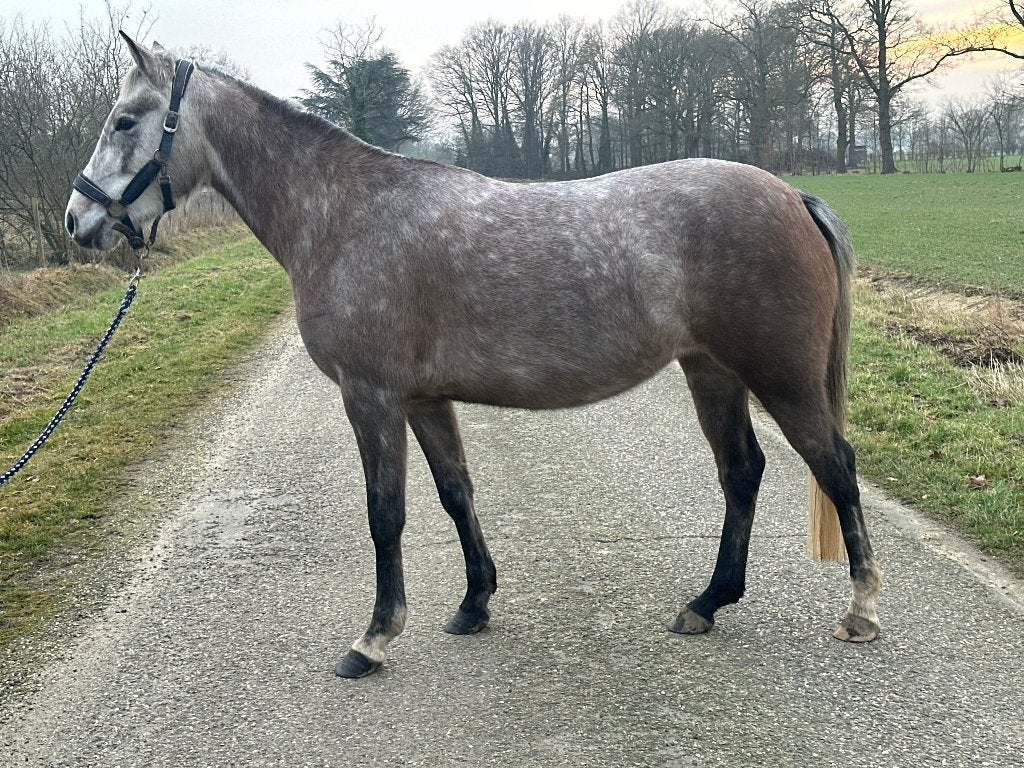 Arabische volbloed merrie, Dieren en Toebehoren, Merrie, Met stamboom