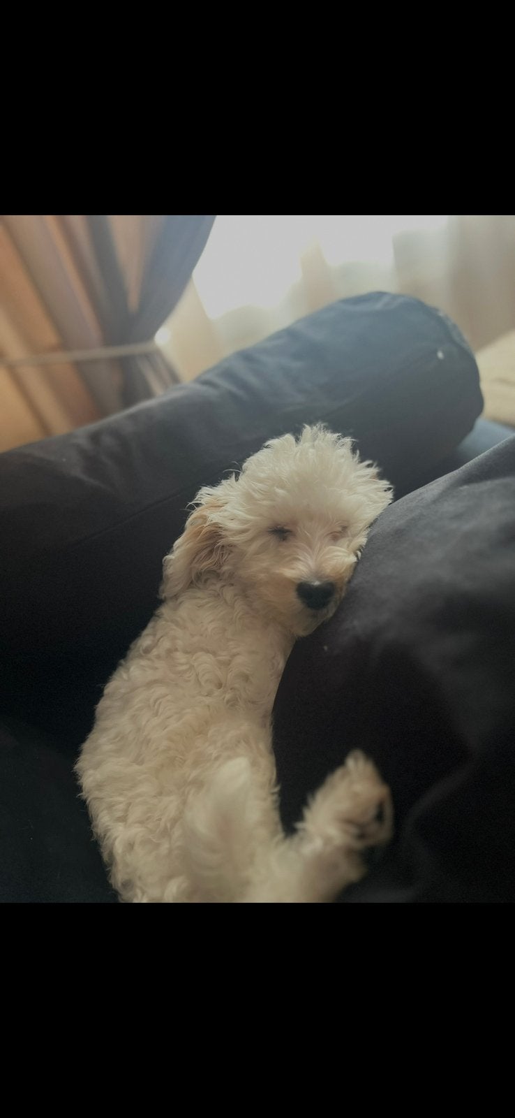 Pup, 15 weken tot 1 jaar, Eén hond, Nederland, Particulier