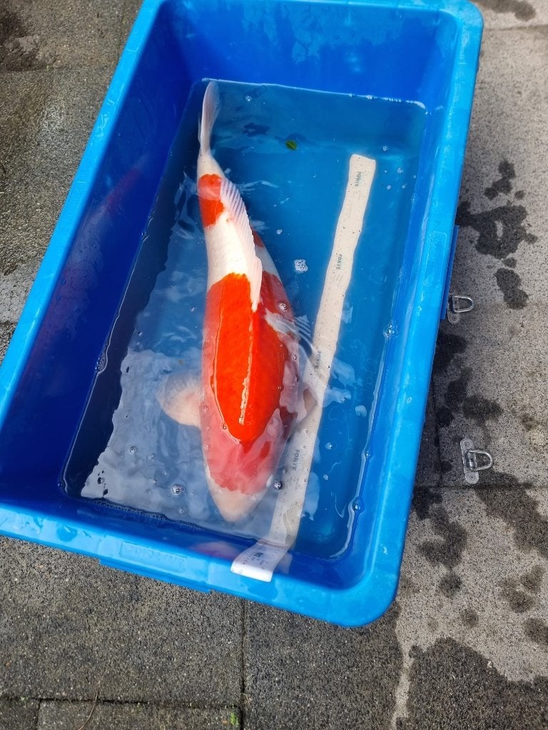 Hoge kwaliteit Koi karpers en complete koi vijver, Karper of Koi