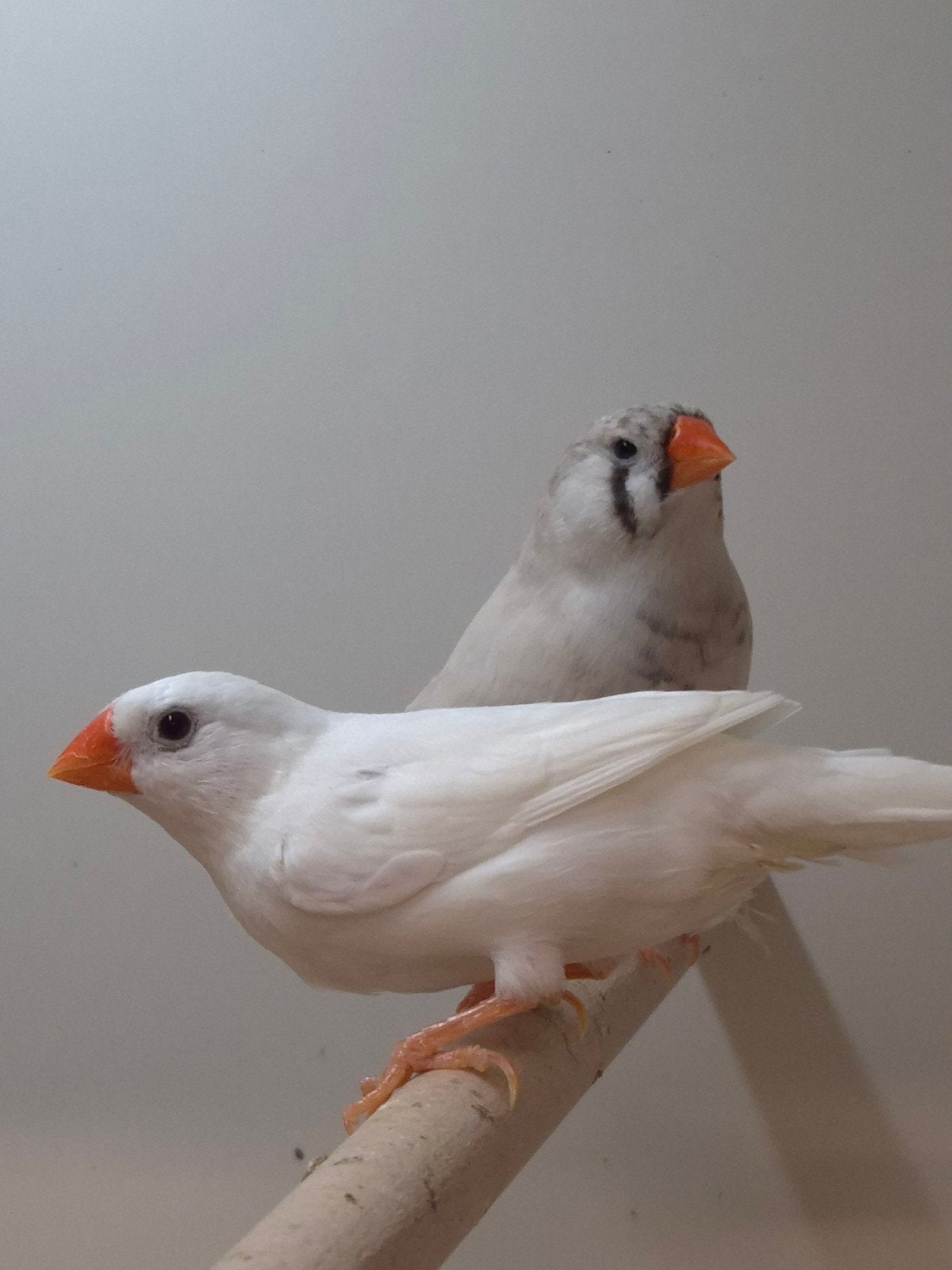 4-4 Zebravinken, Meerdere dieren, Tropenvogel, Geringd