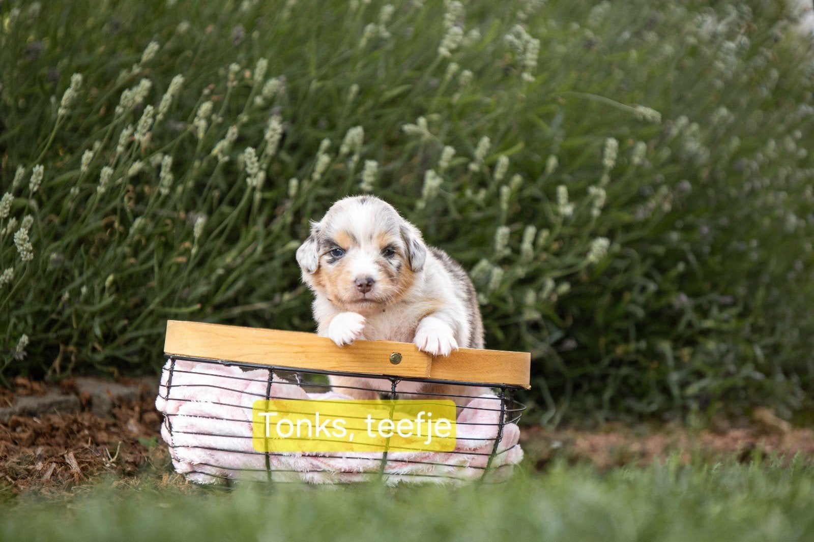 Australian Shepherd pups met stamboom, Dieren en Toebehoren, Honden | Herdershonden en Veedrijvers, Parvo, 8 tot 15 weken, Meerdere