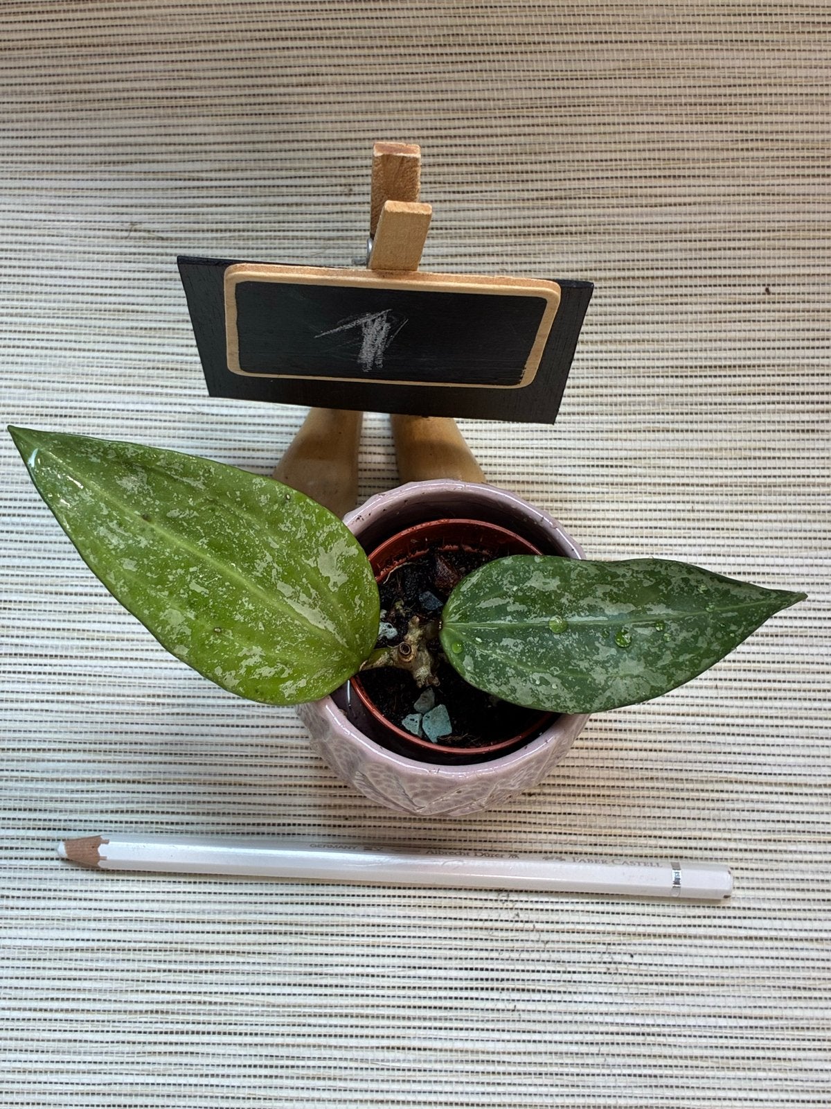 Hoya latifolia 'Rangsan', Overige soorten, Minder dan 100 cm, Bloeiende kamerplant, Halfschaduw