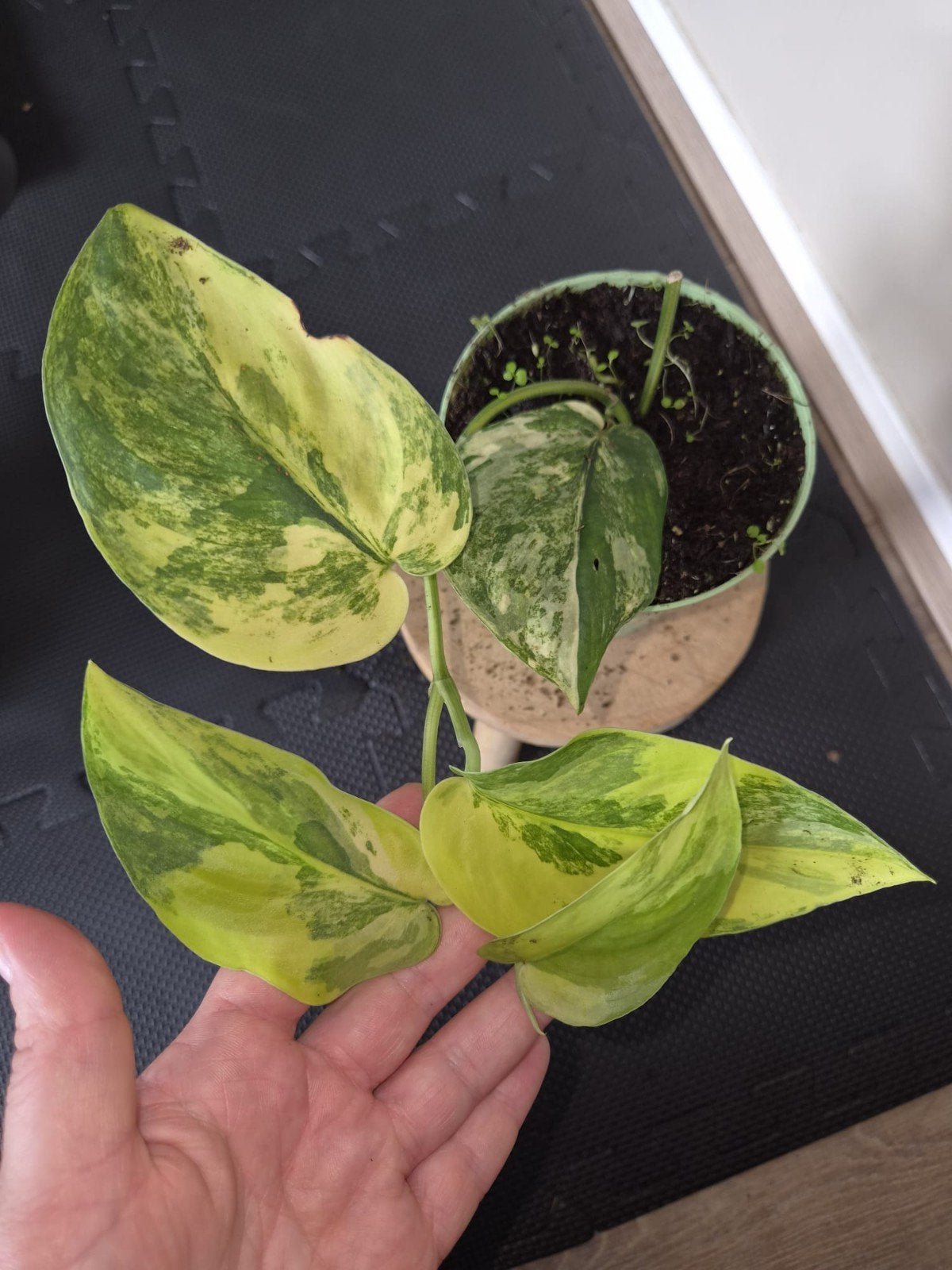 scindapsus jade satin aurea, Ophalen, Halfschaduw, Minder dan 100 cm