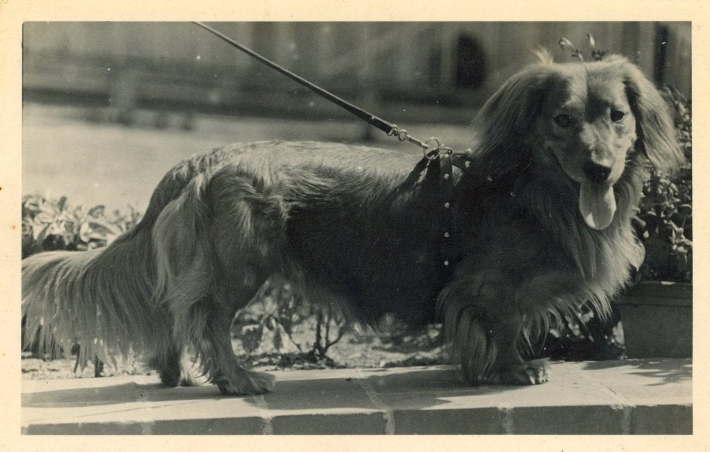 E1; Oude fotokaart: Teckel "Cherry" uit 1949, Verzenden, 1940 tot 1960, Gelopen, Hond of Kat