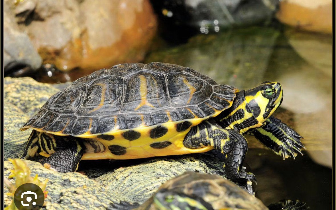Gezocht volwassen waterschildpad, Dieren en Toebehoren, Schildpad