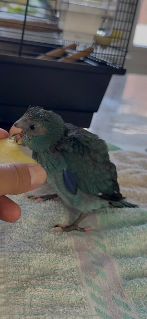 Een papegaaienjong van 4 weken  oud, Dieren en Toebehoren, Vogels | Parkieten en Papegaaien