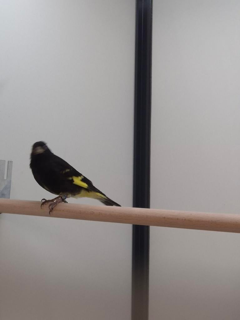 1-1 Zwarte sijs, Meerdere dieren, Tropenvogel, Geringd