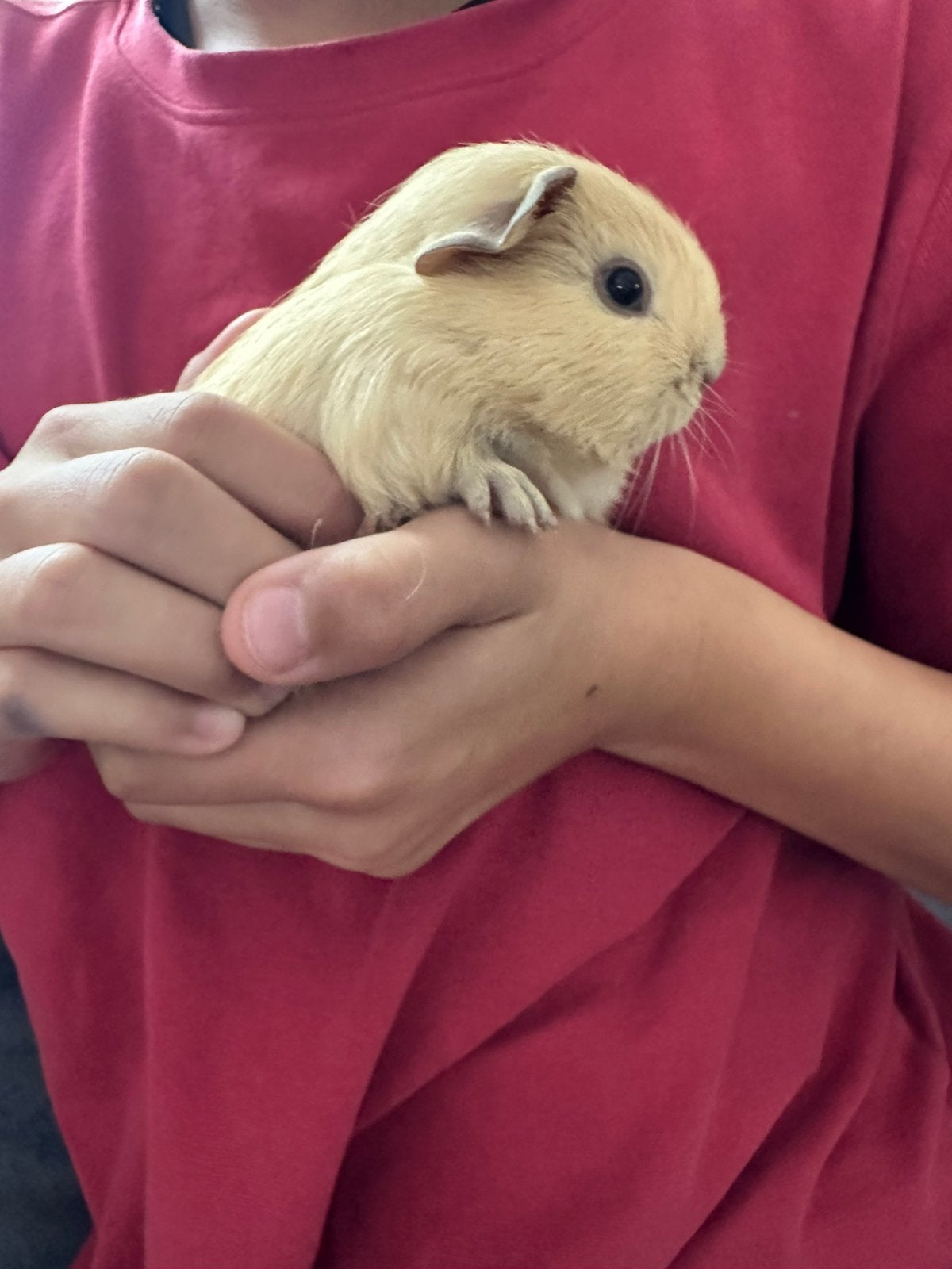 Beige creme beertje van 4 weken, Cavia, Augustus, Mannelijk, Tam
