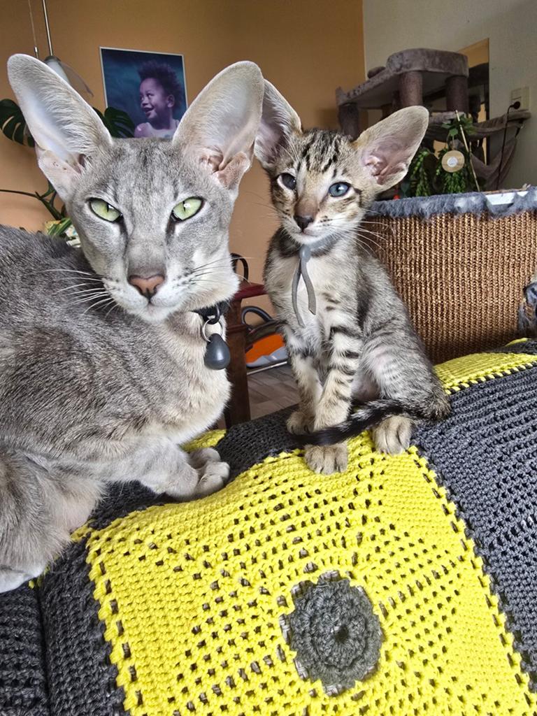 Oosterse Korthaar kittens, Dieren en Toebehoren, Katten en Kittens | Raskatten | Korthaar, Meerdere dieren, Ontwormd, Ingeënt