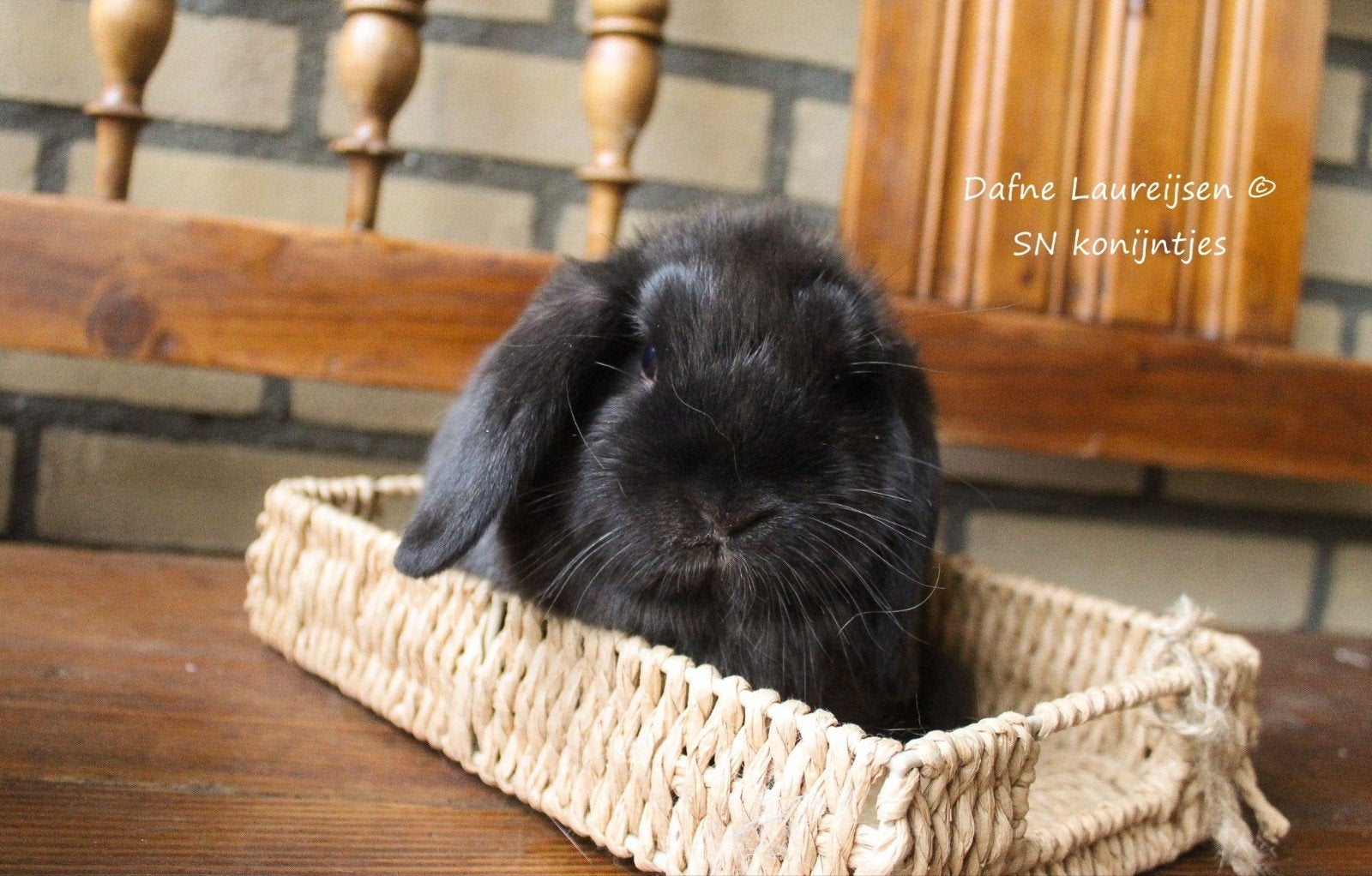 NHD x minilop 🐇🐇, Dieren en Toebehoren, Konijnen, Meerdere dieren, Dwerg