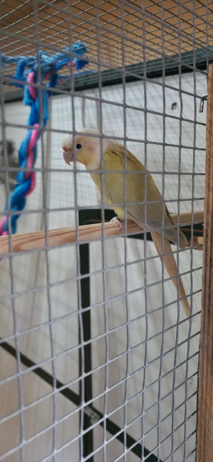 bewezen koppel pyrrhura's, Dieren en Toebehoren, Meerdere dieren, Parkiet, Geringd