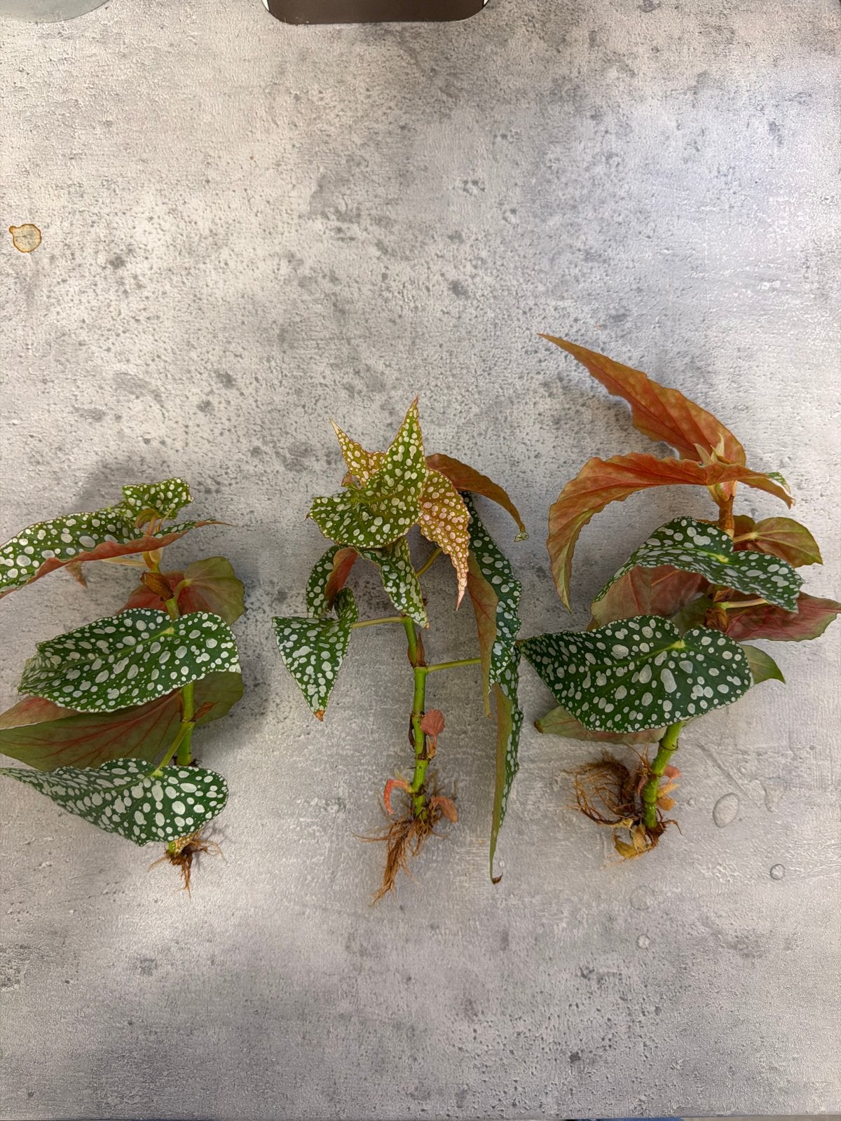 Begonia White Ice gewortelde stekken, Ophalen, Halfschaduw, Minder dan 100 cm