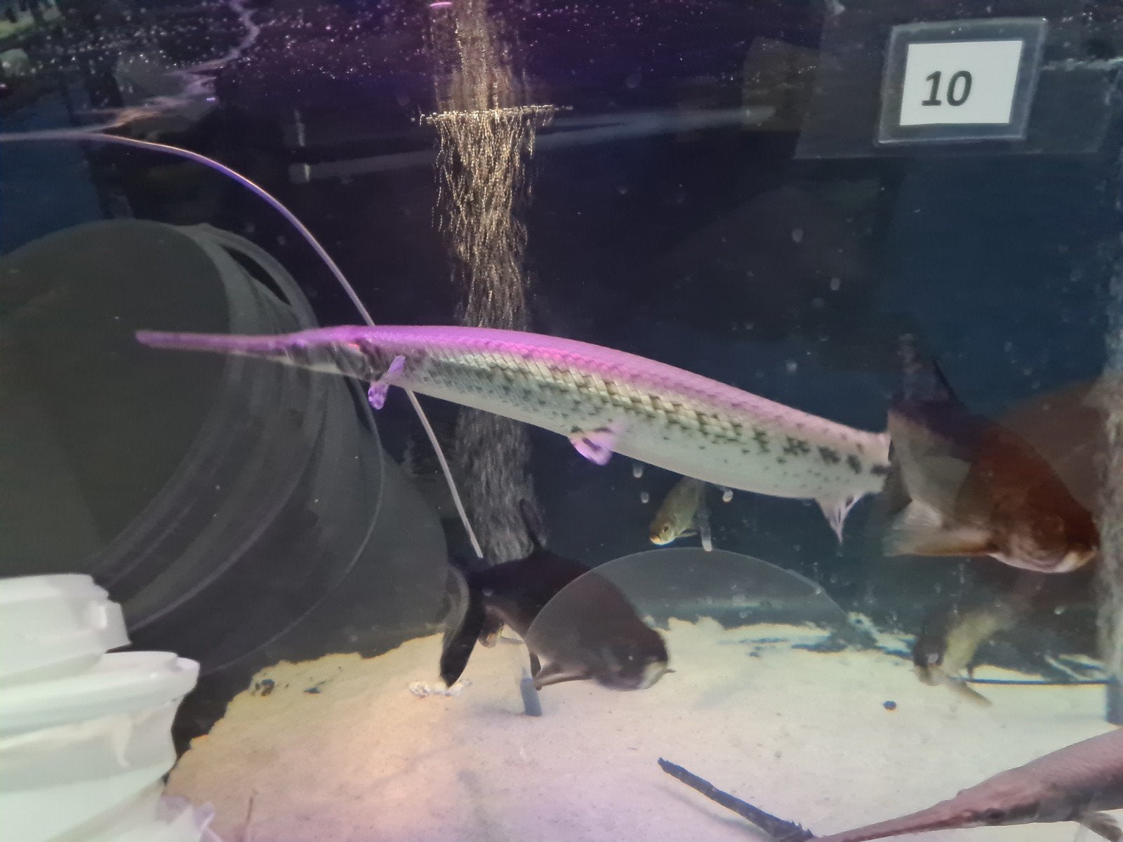 Longnose Gar, Lepisosteus Osseus, Beensnoek, Dieren en Toebehoren, Vis, Zoetwatervis